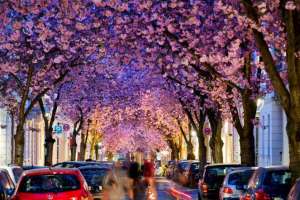 cherry blossom trees