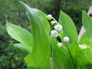 flowers lily valley