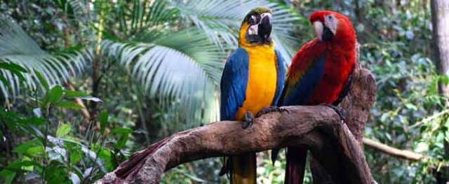 latin-america-parrots