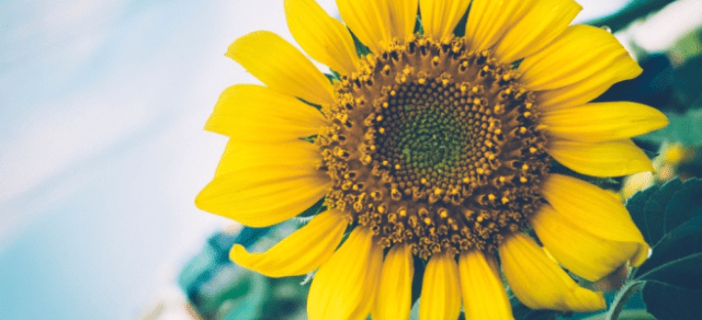 ask carolyn and loren